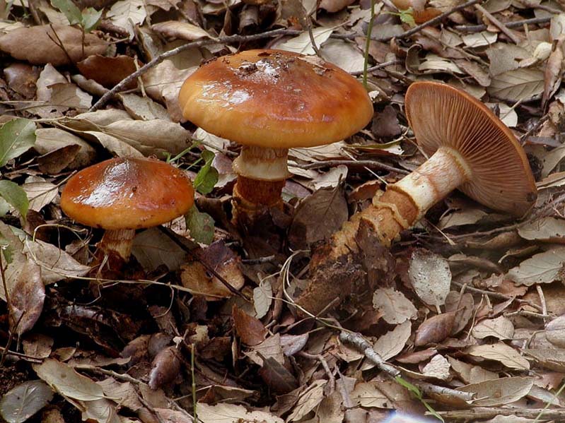 Cortinari nebrodensi (gruppo 3�)